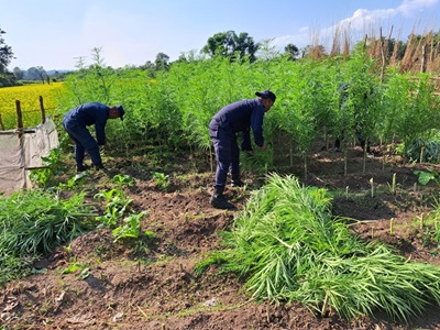 प्रहरीले गाँजाको खेती नष्ट गर्याै